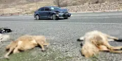 Seydişehir Karabulak Kavşağı'nda otomobilin çarptığı iki koyun telef oldu