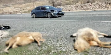 Seydişehir Karabulak Kavşağı'nda otomobilin çarptığı iki koyun telef oldu
