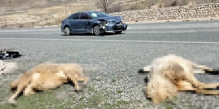 Seydişehir Karabulak Kavşağı'nda otomobilin çarptığı iki koyun telef oldu