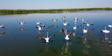 Eber Gölü göç yolundaki allı turnaları ağırlamaya başladı