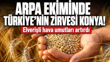 Arpa ekiminde Türkiye zirvesi Konya elverişli hava ile umutlandı