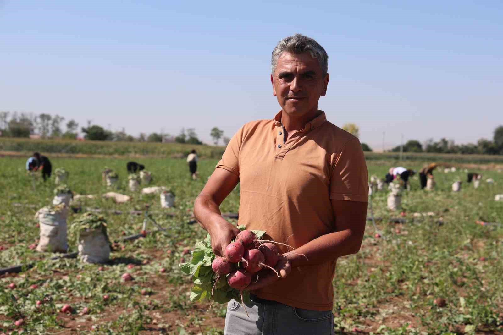 Konya Ovası İçin Turp Gibi İfadesinin Kullanılması Tartışılıyor