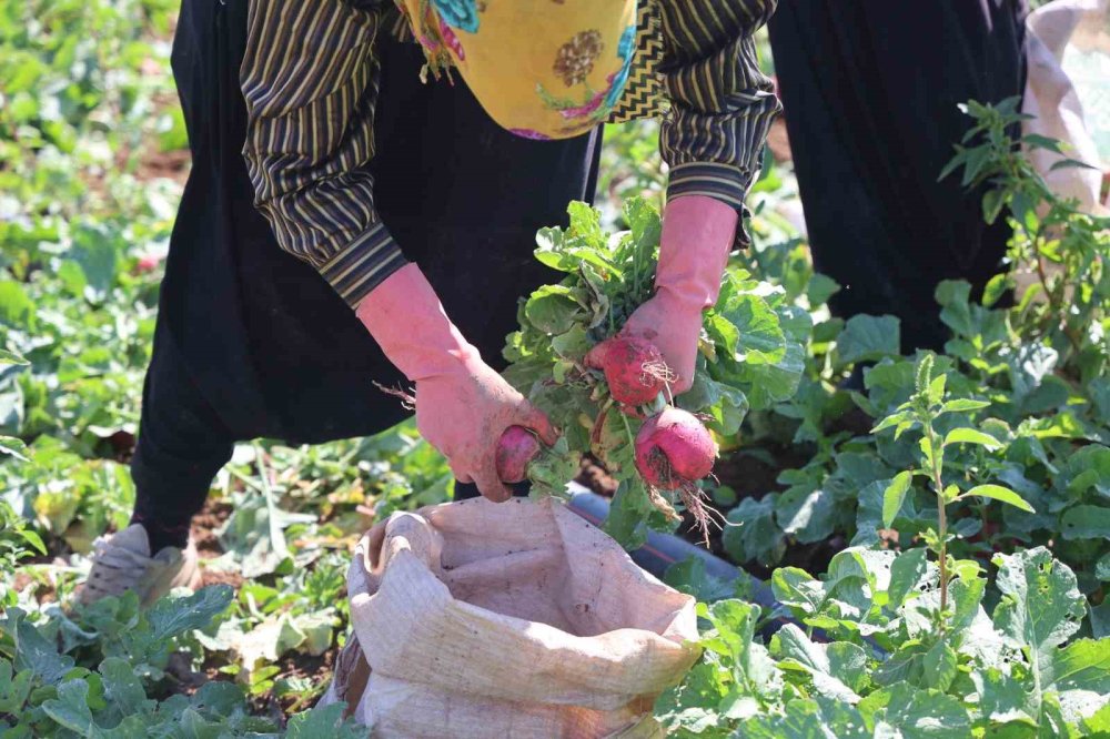 Konya Ovası İçin Turp Gibi İfadesinin Kullanılması Tartışılıyor haber fotoğrafı