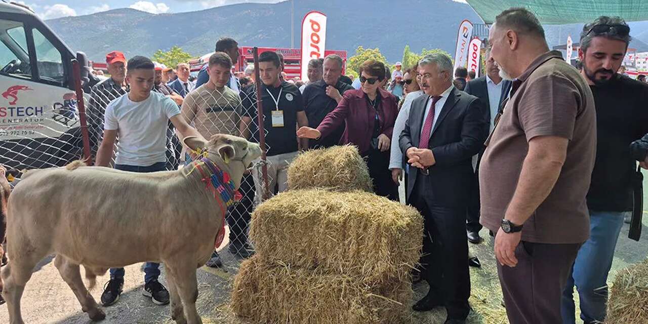 Konya'da düzenlenen yarışmada en güzel buzağı seçildi ve ödül sahibini buldu