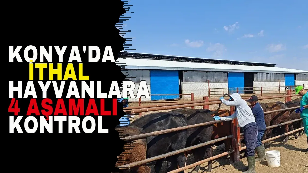 Konya'da İthal Hayvanlara 4 Aşamalı Kontrol Süreci Tamamlanıyor