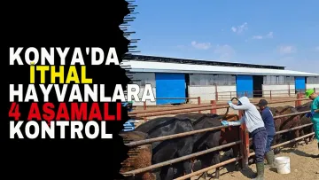 Konya'da İthal Hayvanlara 4 Aşamalı Kontrol Süreci Tamamlanıyor