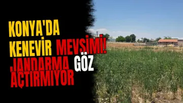 Konya'da kenevir mevsimi! Jandarma göz açtırmıyor