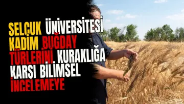 Selçuk Üniversitesi Kadim Buğday Türlerini Kuraklığa Karşı Bilimsel İncelemeye Aldı