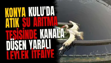 Konya Kulu'da Atık Su Arıtma Tesisinde Kanala Düşen Yaralı Leylek İtfaiye Tarafından Kurtarıldı