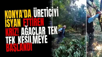 Konya'da üreticiyi isyan ettiren kriz! Ağaçlar tek tek kesilmeye başlandı