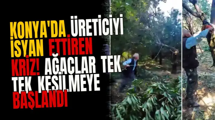 Konya'da üreticiyi isyan ettiren kriz! Ağaçlar tek tek kesilmeye başlandı