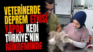 Veterinerde deprem etkisi yapan kedi Türkiye’nin gündeminde