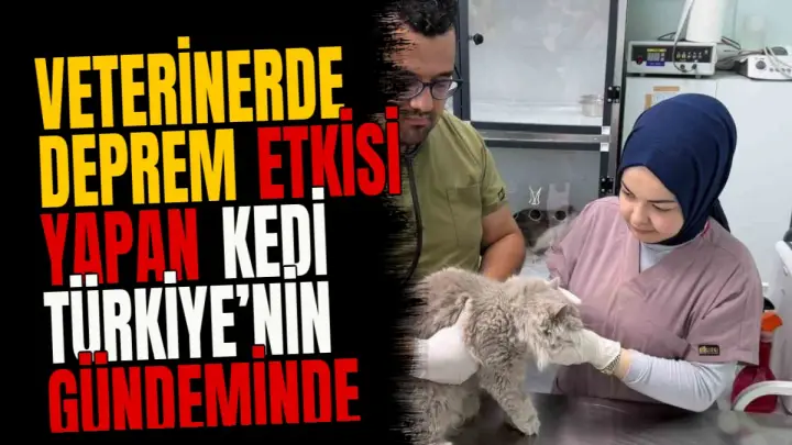 Veterinerde deprem etkisi yapan kedi Türkiye’nin gündeminde