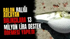 Balon balığı avlayan balıkçılara 13 milyon lira destek ödemesi yapıldı