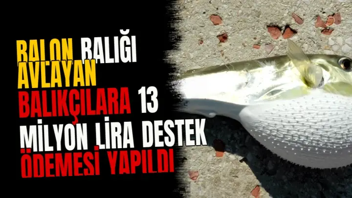 Balon balığı avlayan balıkçılara 13 milyon lira destek ödemesi yapıldı