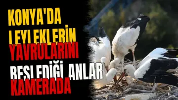 Konya'da leyleklerin yavrularını beslediği anlar kamerada