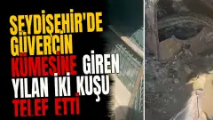 Seydişehir'de güvercin kümesine giren yılan iki kuşu telef etti