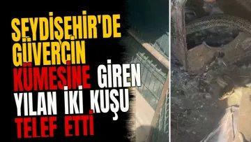 Seydişehir'de güvercin kümesine giren yılan iki kuşu telef etti