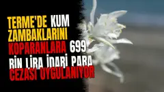 Terme'de kum zambaklarını koparanlara 699 bin lira idari para cezası uygulanıyor