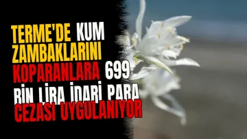 Terme'de kum zambaklarını koparanlara 699 bin lira idari para cezası uygulanıyor