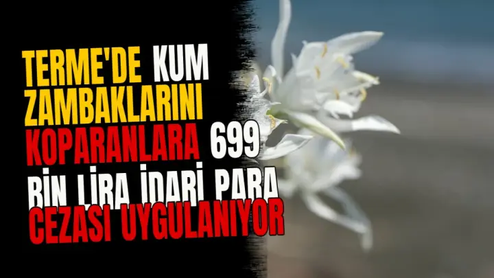 Terme'de kum zambaklarını koparanlara 699 bin lira idari para cezası uygulanıyor