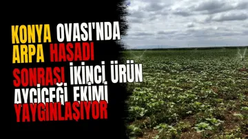 Konya Ovası'nda arpa hasadı sonrası ikinci ürün ayçiçeği ekimi yaygınlaşıyor