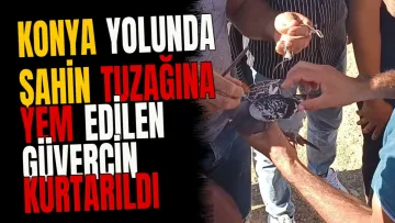Konya yolunda şahin tuzağına yem edilen güvercin kurtarıldı