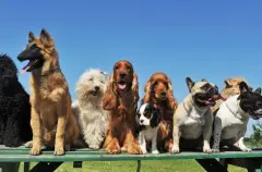 En Popüler Üç Köpek Irkının Artıları ve Eksileri
