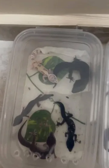 İstanbul'da Bir Evden 134 Egzotik Hayvan Çıktı! Piton, Tarantula ve Bukalemunlar Ele Geçirildi