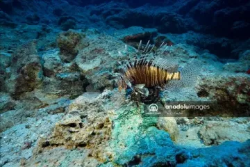 Kekova’daki Antik Batık Anadolu’nun Deniz Ticaretine Işık Tutuyor