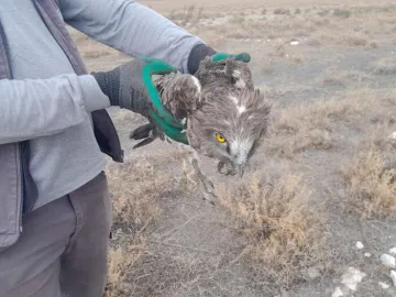 Konya'da Duyarlı İşçiden Örnek Davranış: Yaralı Yılan Kartalı Koruma Altına Alındı