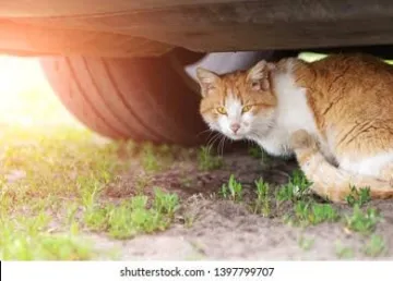 Konya’da Duygulandıran Anlar: Sıkıştığı Yerden Kurtarılan Minik Kedi Yüzleri Güldürdü