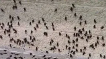Konya’da yağış sonrası böcek yoğunluğu aileyi zor durumda bıraktı