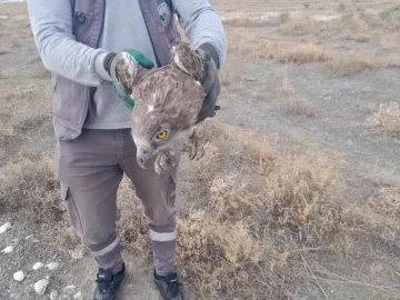 Konya’da yaralı yılan kartalına belediye işçisinden örnek davranış