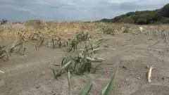 Kum Zambağını Koparmanın Cezası 699 Bin TL