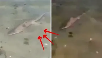 New Jersey’de sel basan sokakta köpek balığı görüldü