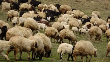 Norveç’te Koyun Çiftliğinde 560 Milyon Yıllık Fosil Bulundu