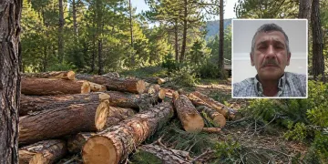 Ormanda Ağaç Dalı Dehşeti: 68 Yaşındaki İşçi Hayatını Kaybetti