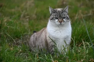 Rus tüccarların Doğu Anadolu’dan 10 bin kedi talebinin nedeni ortaya çıktı