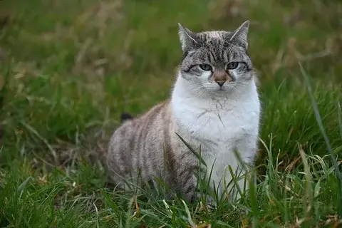 Rus tüccarların Doğu Anadolu’dan 10 bin kedi talebinin nedeni ortaya çıktı