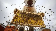 Türk Balında Hedet 100 Bin Ton