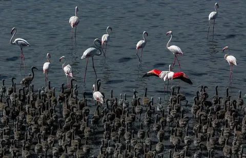 Konya'nın yanı başında pembe mucize! Binlerce flamingo yavrusu dünyaya geldi